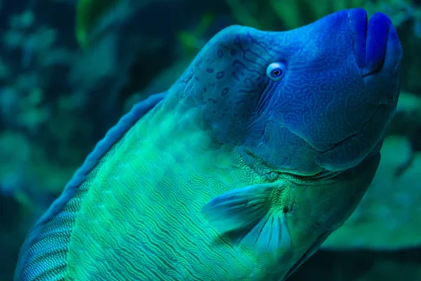 Stor Napoleon Fisk Simmar Akvarium Fisk Sköt Närbild Blå Huvud — Stockfoto