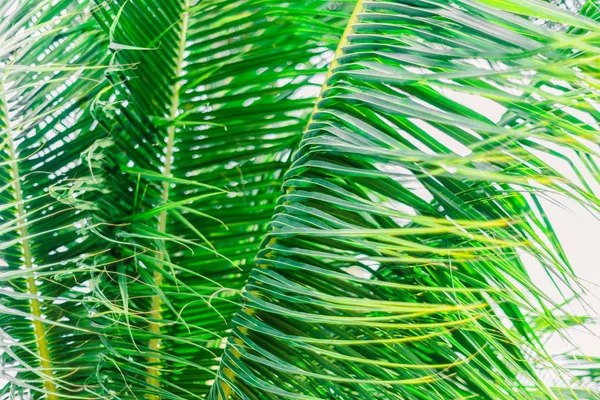 Green palm leaves. Palm leaves in the wind.