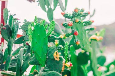 Güzel bir tropikal gaganın arka planında çiçek açan yeşil kaktüs.