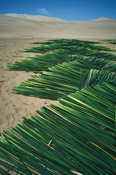 Totora plant on the desert sand in Ica Peru