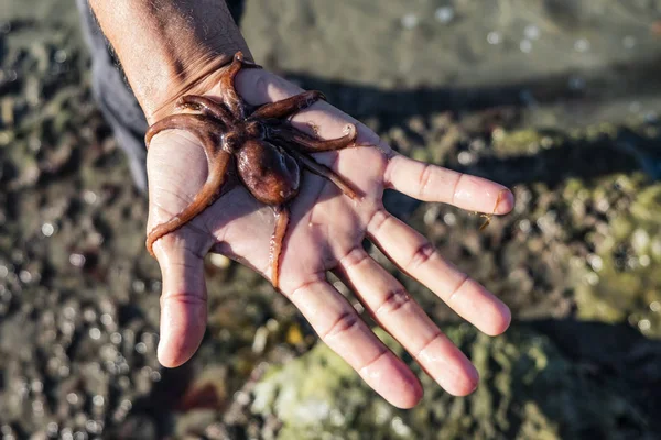Small octopus on the hand of a man