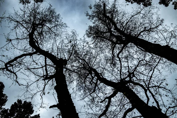 Photo against light view from below of dark trees and blue sky in the background