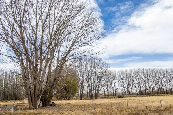 Native trees without leaves on the side of the road. Route 40. Argentina.