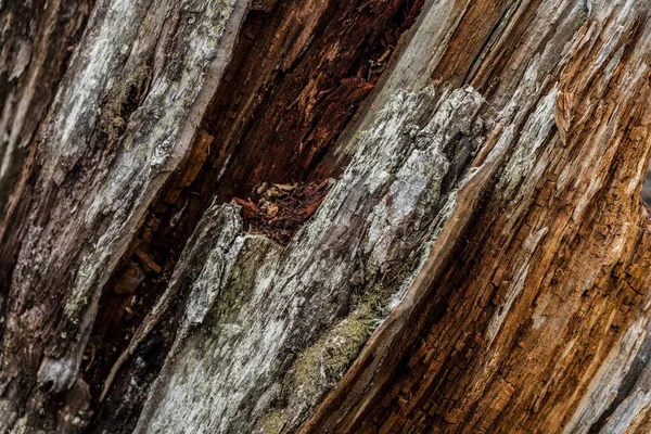 Bark of an old felled tree that is cracked and with several textures generated by its shape. 2