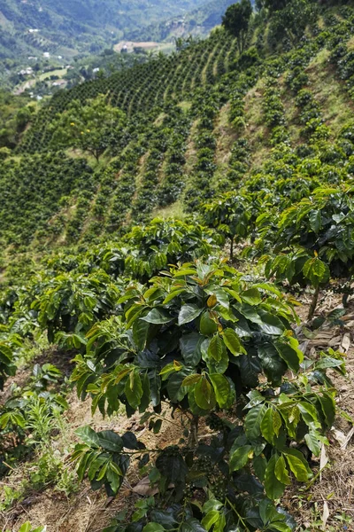 coffee plantation. Colombia