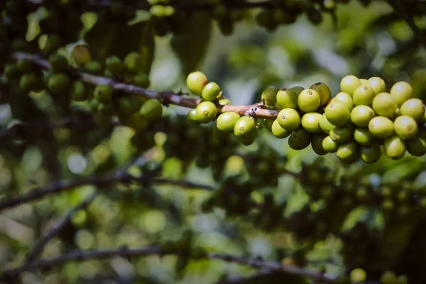 Farm and coffee plantation. Coffee sticks. Colombia