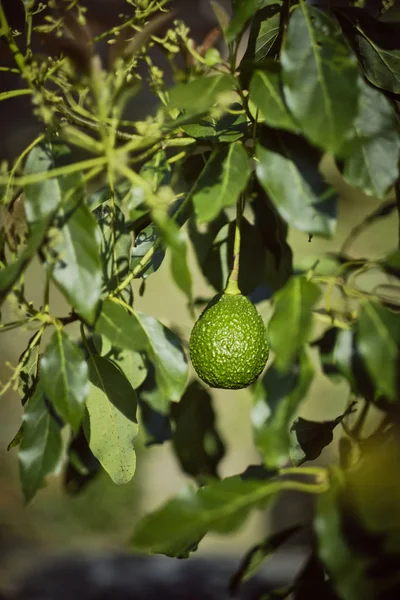 Avocado and leaves, avocado tree. Colombia