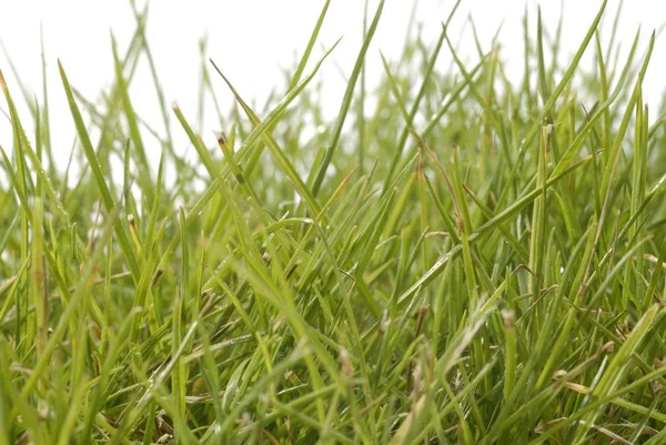 Makroaufnahme Von Gras — Stockfoto