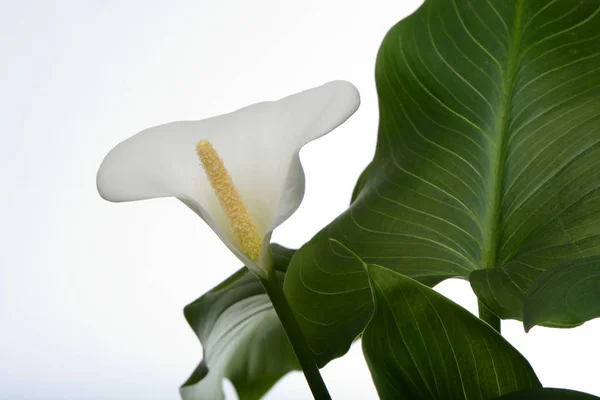 Calla Lily Immagine Macro — Foto Stock