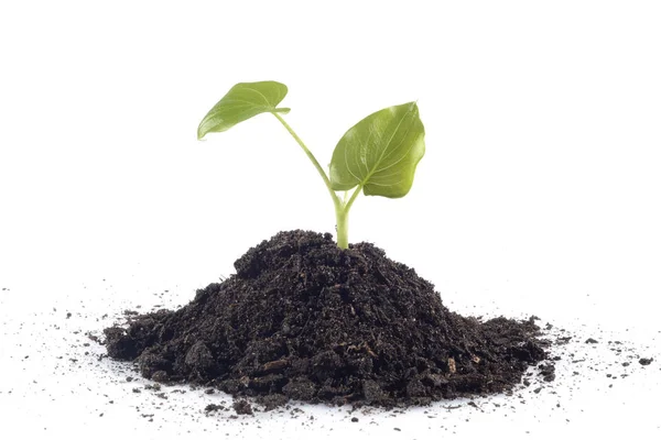 Potting Soil White Background — Stock Photo, Image