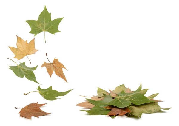 Nahaufnahme Fallender Herbstlicher Ahornblätter Auf Weißer Oberfläche — Stockfoto