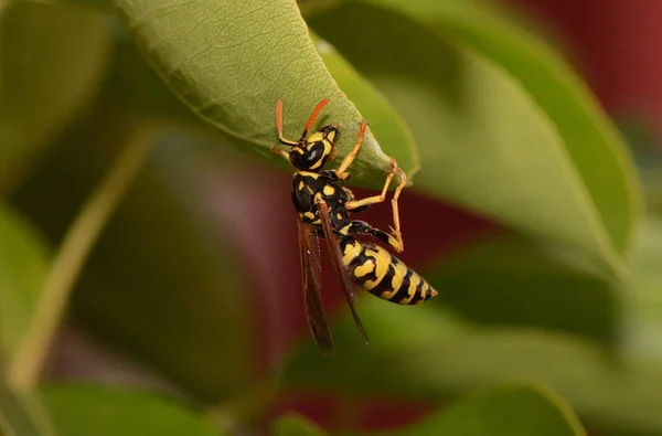 Yakın Çekim Yeşil Çimenlerin Üzerinde Makro Resim Oturan Wasp Kadeh — Stok fotoğraf