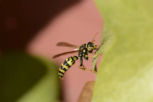 Yakın Çekim Yeşil Yaprak Makro Resim Üzerinde Oturan Wasp Kadeh — Stok fotoğraf