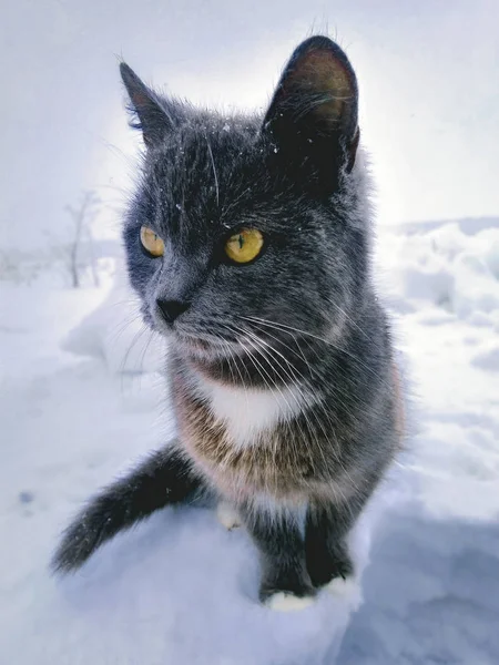 겨울잠을 아름다운 고양이 — 스톡 사진