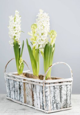 Beyaz sümbül çiçekleri kaba ahşap kutu içinde. Bahar dekor