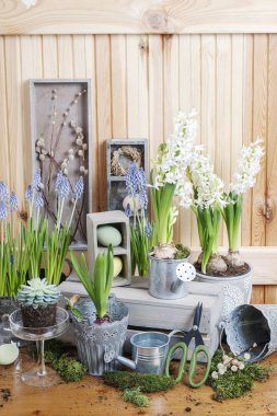 Çiçekçi İşyeri: bahar çiçekleri çömlekçilik. Bahçe hobi