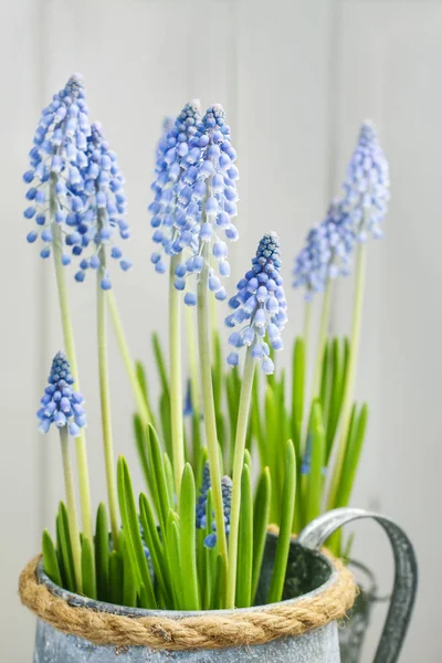 Muscari Blüten Traubenhyazinthe Federdekor — Stockfoto