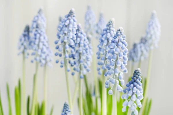 Muscari Blüten Traubenhyazinthe Federdekor — Stockfoto