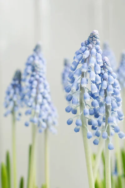 Flori Muscari Zambet Struguri Decor Primăvară — Fotografie, imagine de stoc