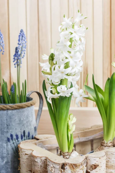 Floristik Arbeitsplatz Frühjahrsblumen Eintopfen Gartenhobby — Stockfoto