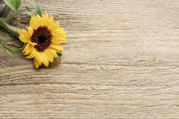 Single Sunflower Wooden Background Copy Space Graphic Resources — Stock Photo, Image