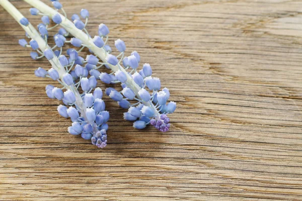 Muscari Flowers Wooden Background Spring Decor — Stock Photo, Image