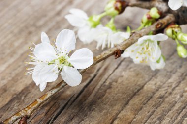 Ahşap üzerine kiraz çiçeği. Bahar zamanı