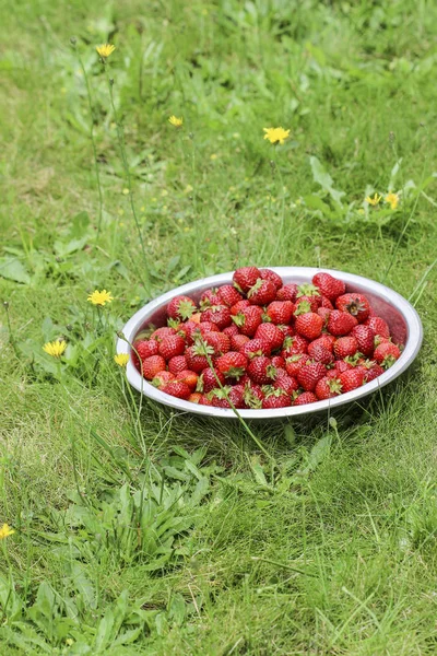 Skål Mogna Jordgubbar Trädgården Trädgård Hobby — Stockfoto