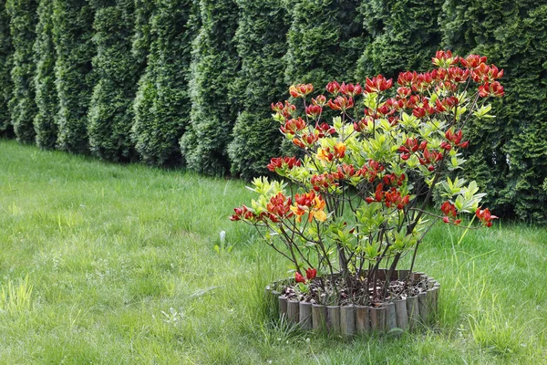 Червоний Рододендрон Азалія Цвітінні Садові Хобі — стокове фото