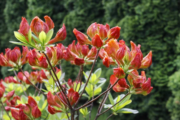 Red Rhododendron Azalea Flor Passatempo Jardim — Fotografia de Stock