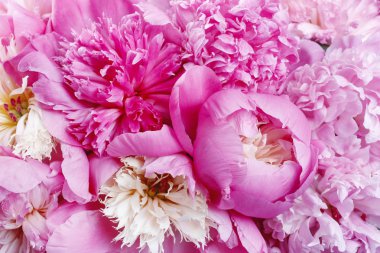 Pembe peonies arka plan. Grafik kaynakları