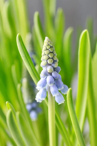 Muscari Bloemen Druif Hyacint Voorjaar Decor — Stockfoto