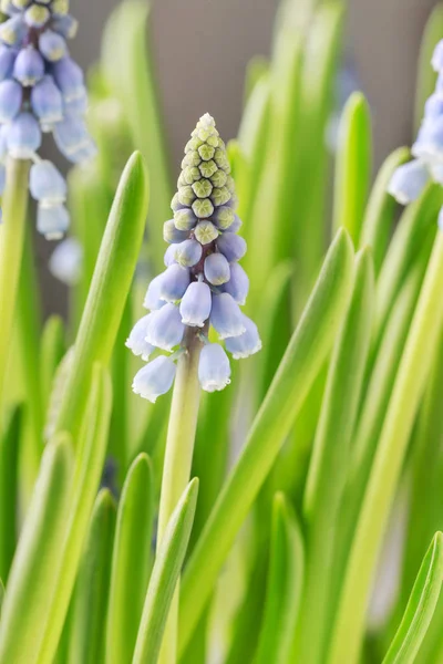 Muscari Bloemen Druif Hyacint Voorjaar Decor — Stockfoto