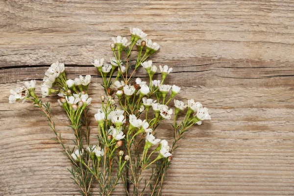 Fleurs Chamelaucium Cire Sur Fond Bois — Photo