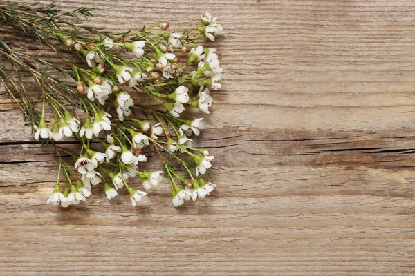 Chamelaucium Blumen Wachsblume Auf Holzgrund — Stockfoto