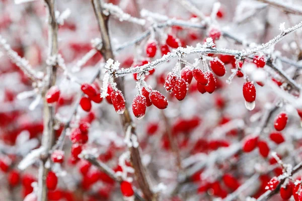 Berberis Şube Ağır Kar Buz Altında Kış Manzarası — Stok fotoğraf