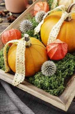 Ev dekorasyon pumpkins, yosun ve physalis ile. Sonbahar