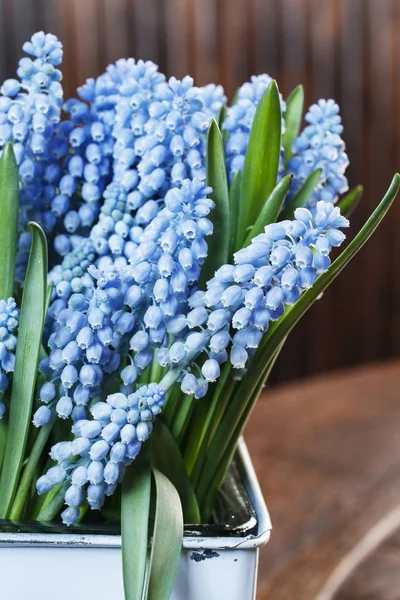 Muscari Blüten Traubenhyazinthe Federdekor — Stockfoto