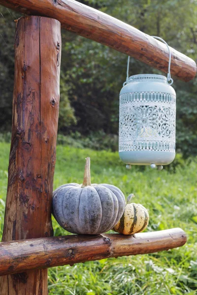 Pumpkins Garden Autumn Time — Stock Photo, Image