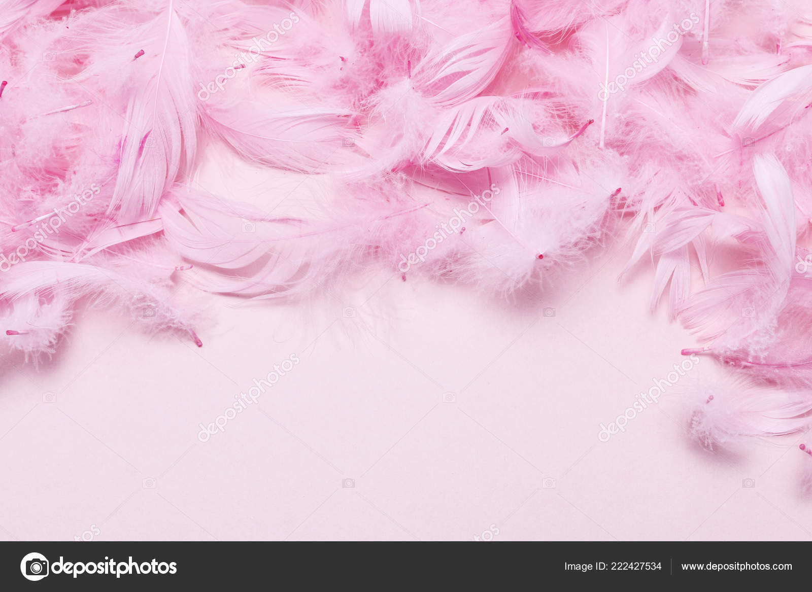 Pink Feathers Paper Background Copy Space Stock Photo by