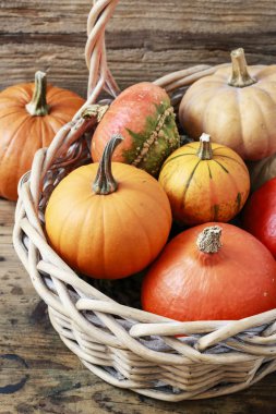 Kabak sepeti. Sonbahar dekorasyonu