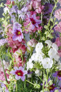 Phlox ve leucocoryne çiçek çiçek aranjmanı. Ev dekorasyonu