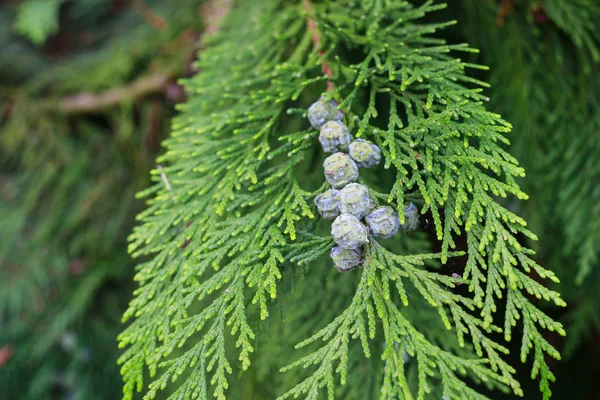 Thuja ミカンキイロアザミウマ ヌマヒノキ 支店趣味の庭 — ストック写真