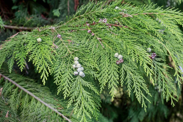 Thuja ミカンキイロアザミウマ ヌマヒノキ 支店趣味の庭 — ストック写真