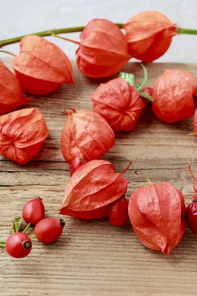 Grinalda Physalis Alkekengi Decoração Casa — Fotografia de Stock