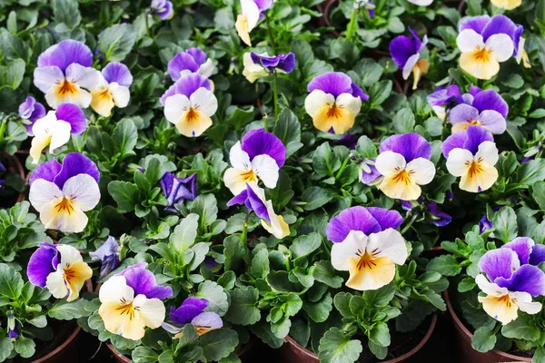 Stiefmütterchen Blumen Kopieren Raum Frühlingszeit — Stockfoto