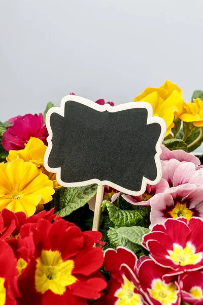 Colorful Primula Flowers Blank Blackboard Label Copy Space — Stock Photo, Image