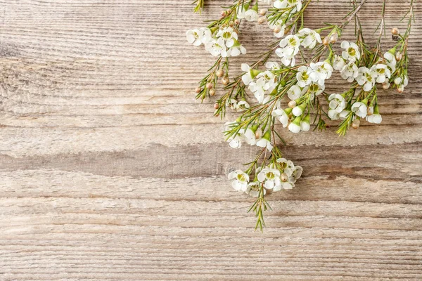 Fleurs Chamelaucium Cire Sur Fond Bois — Photo