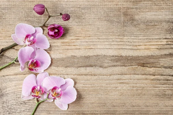 Hermosas Flores Orquídea Rosa Sobre Fondo Madera —  Fotos de Stock