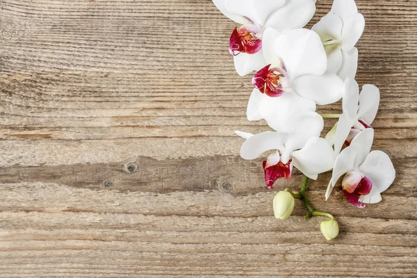 Bellissimi Fiori Orchidea Bianca Sfondo Legno — Foto Stock